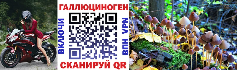 Купить  Волхов  Псилоцибиновые грибы Psilocybe 